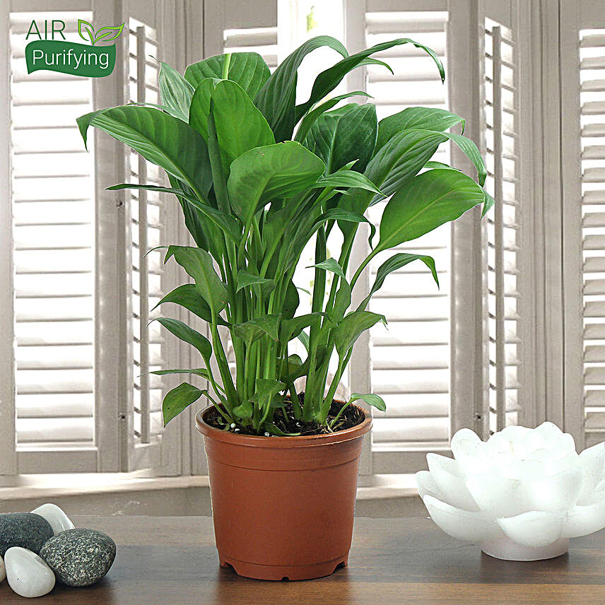 Peace Lily plant in a vase:Air Purifying Plants: Gift Freshness