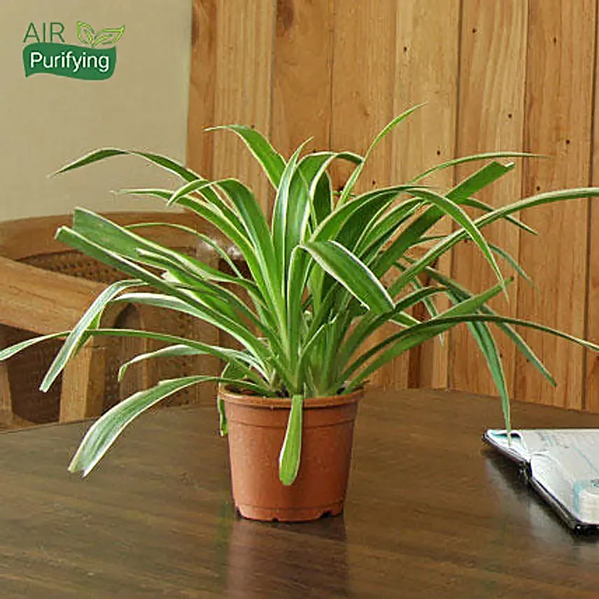 Spider Plant