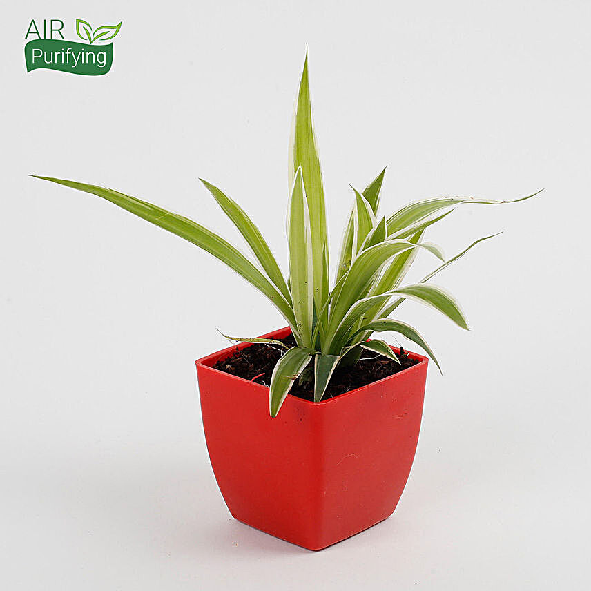Spider Plant in Imported Plastic Pot