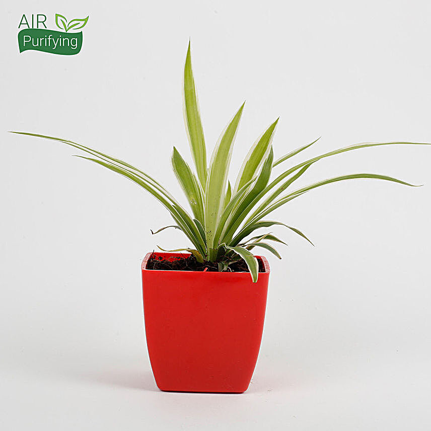 spider plant in red pot