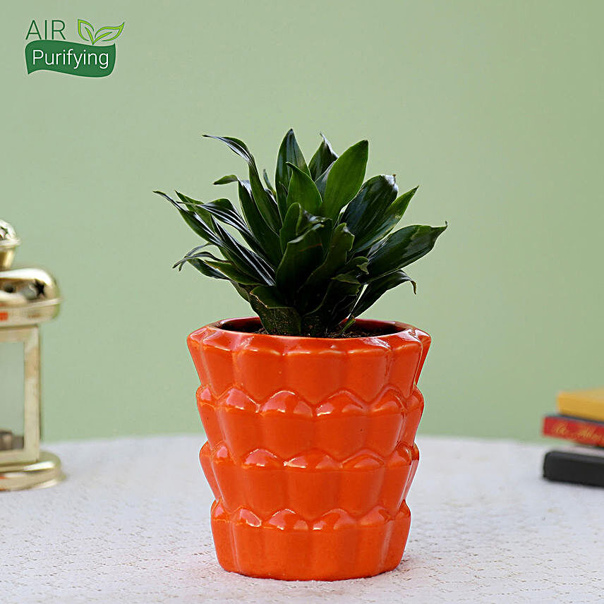 Dracaena Plant In Orange Ceramic Pot