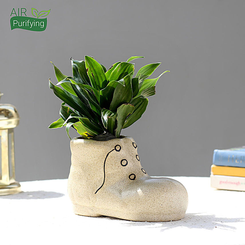 Dracaena Plant In Shoe Shaped Ceramic Pot