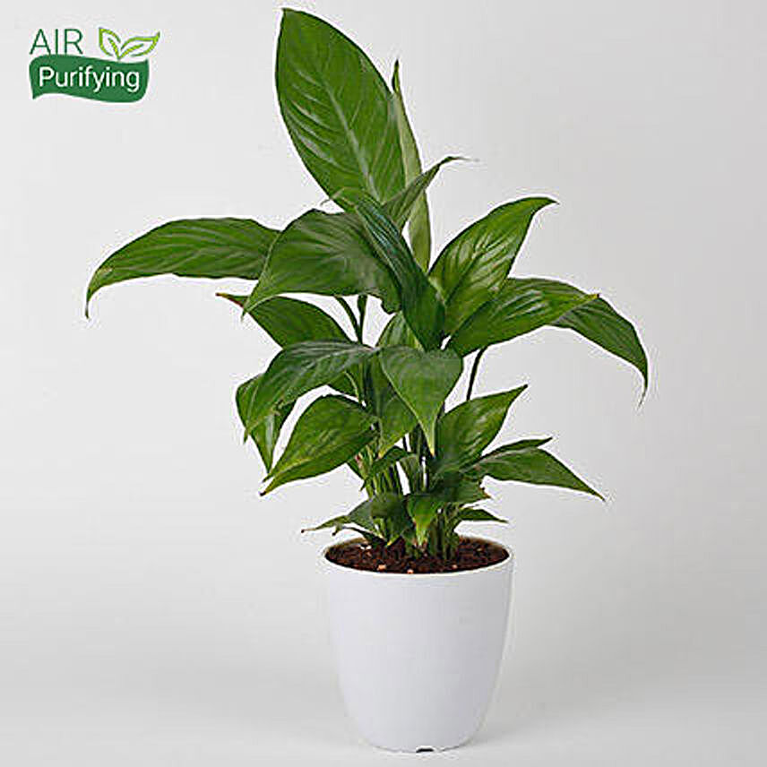 Evergreen Peace Lily Plant