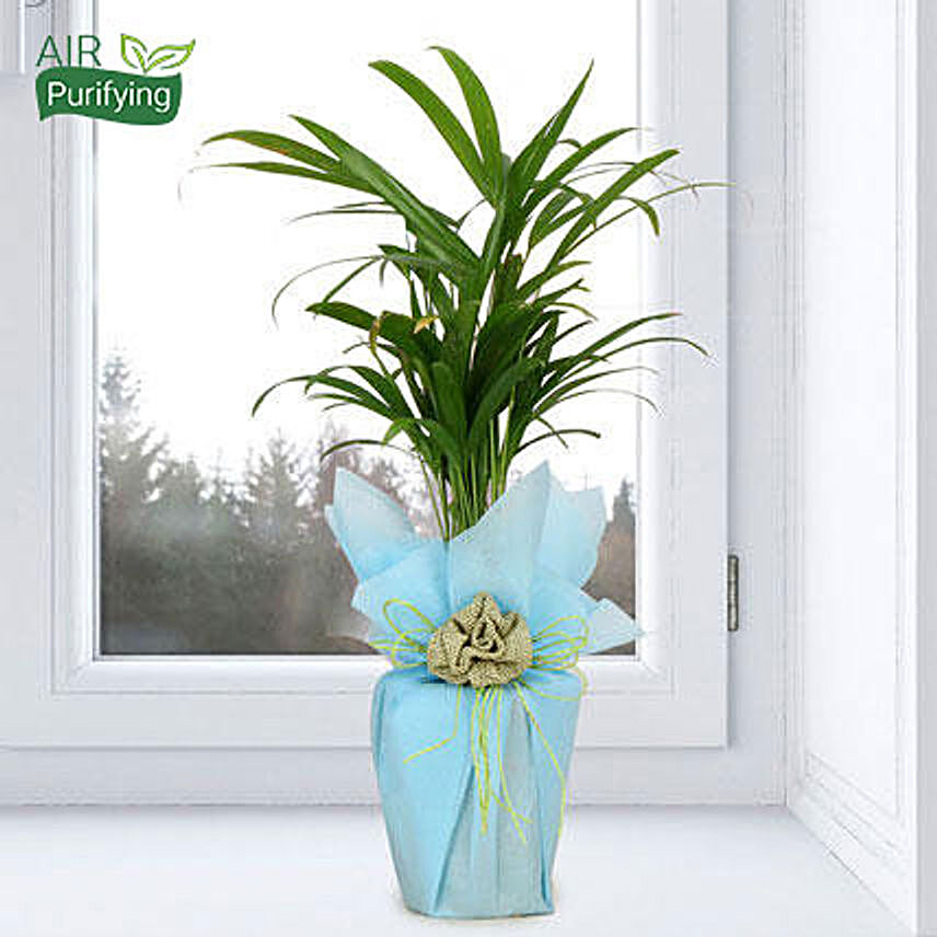 Areca palm plant in a vase