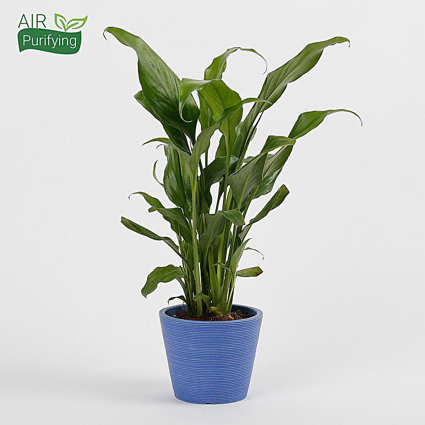 Lush Peace Lily Plant in Recycled Plastic Conical Pot