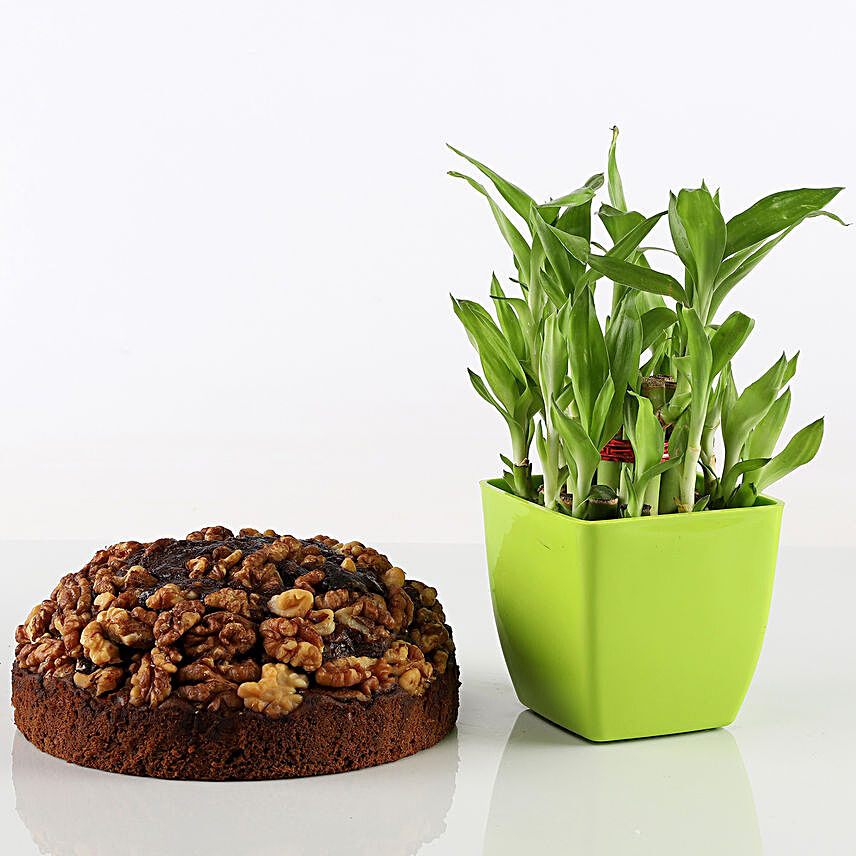Dry Cake and Plant Online