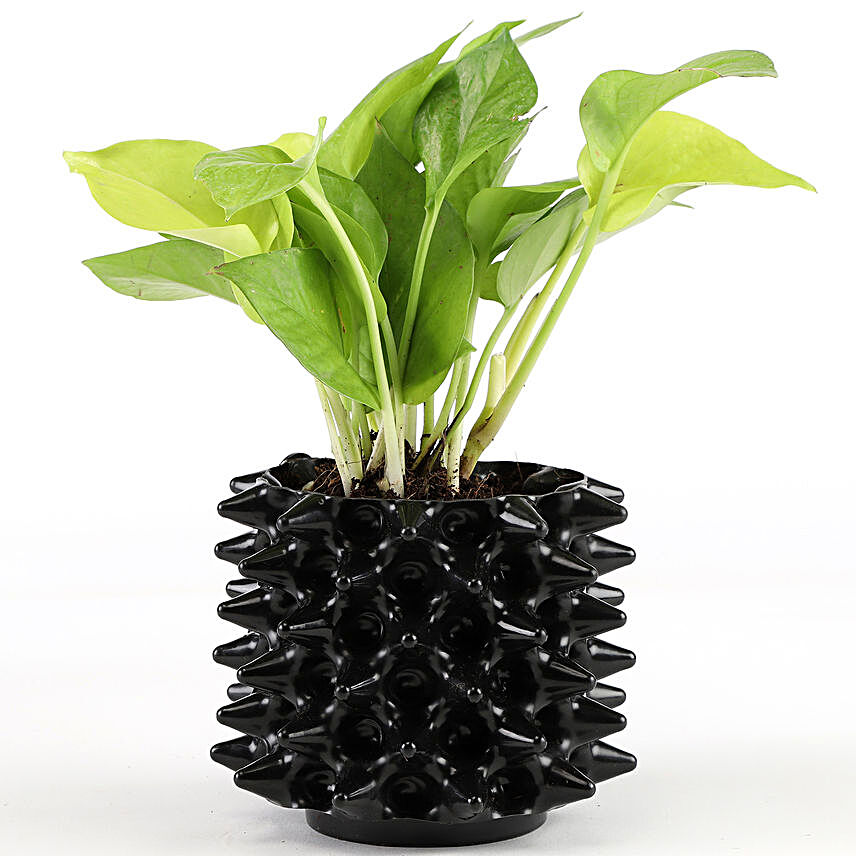 Golden Money Plant In Black Foldable Pot