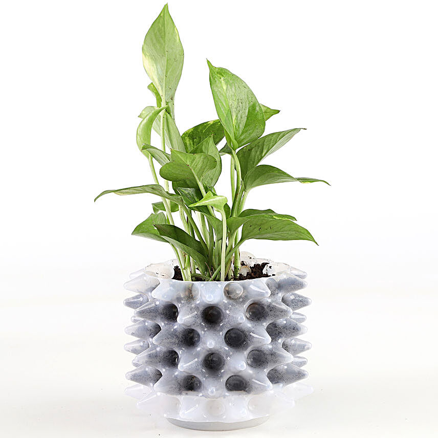 Money Plant In White Foldable Pot