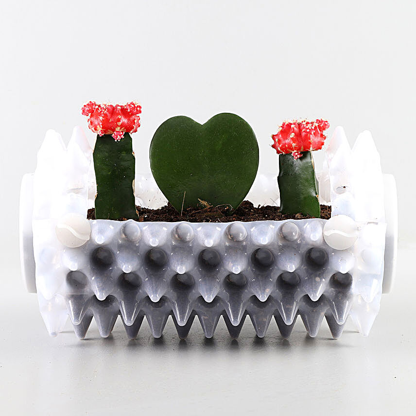 Succulents Combo In White Foldable Planter