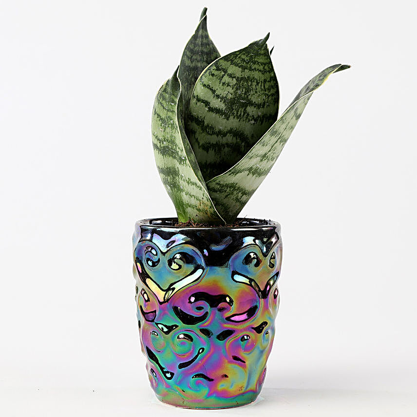 Plant and Vase Combo Online:Diwali Plants