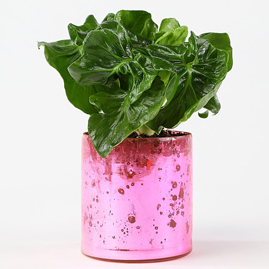 Xanadu Green Curly In Pink Glass Vase