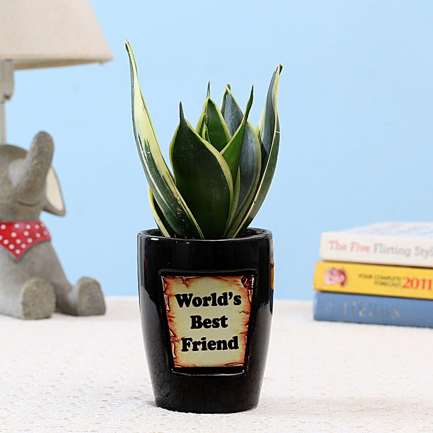 MILT Sansevieria For Best Friend