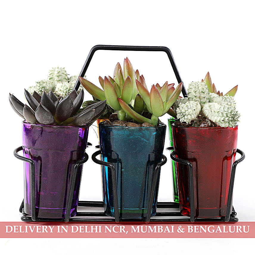 Exotic Plants In Tea Glass Holder Planters