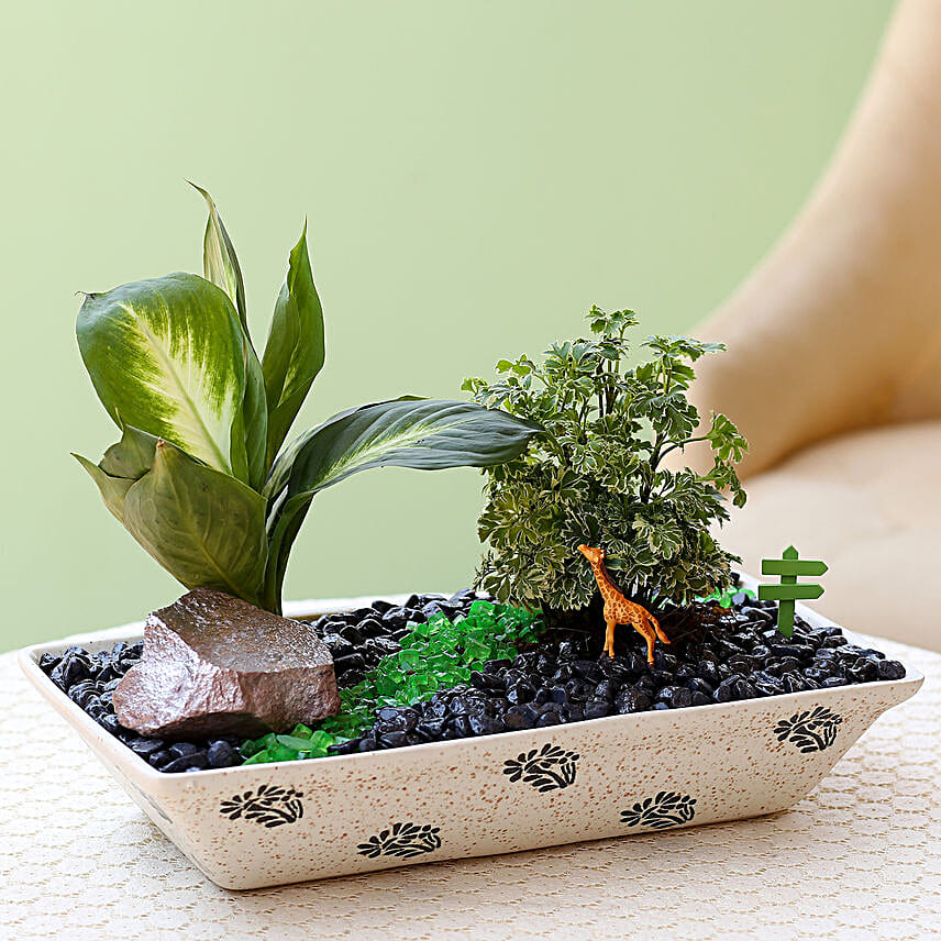 Dish garden hotsell