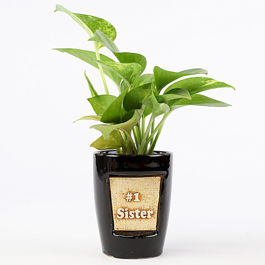 Money Plant In Number One Sister 3D Pot