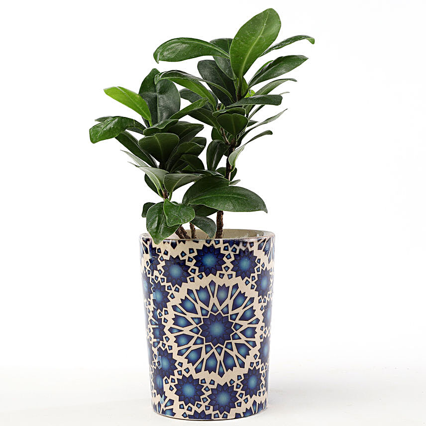 Ficus Compacta In Printed Blue Ceramic Pot