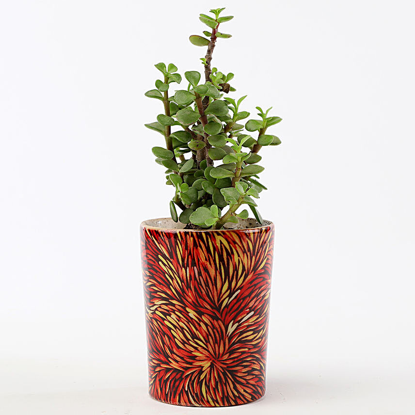 Jade Plant In Printed Red Ceramic Pot