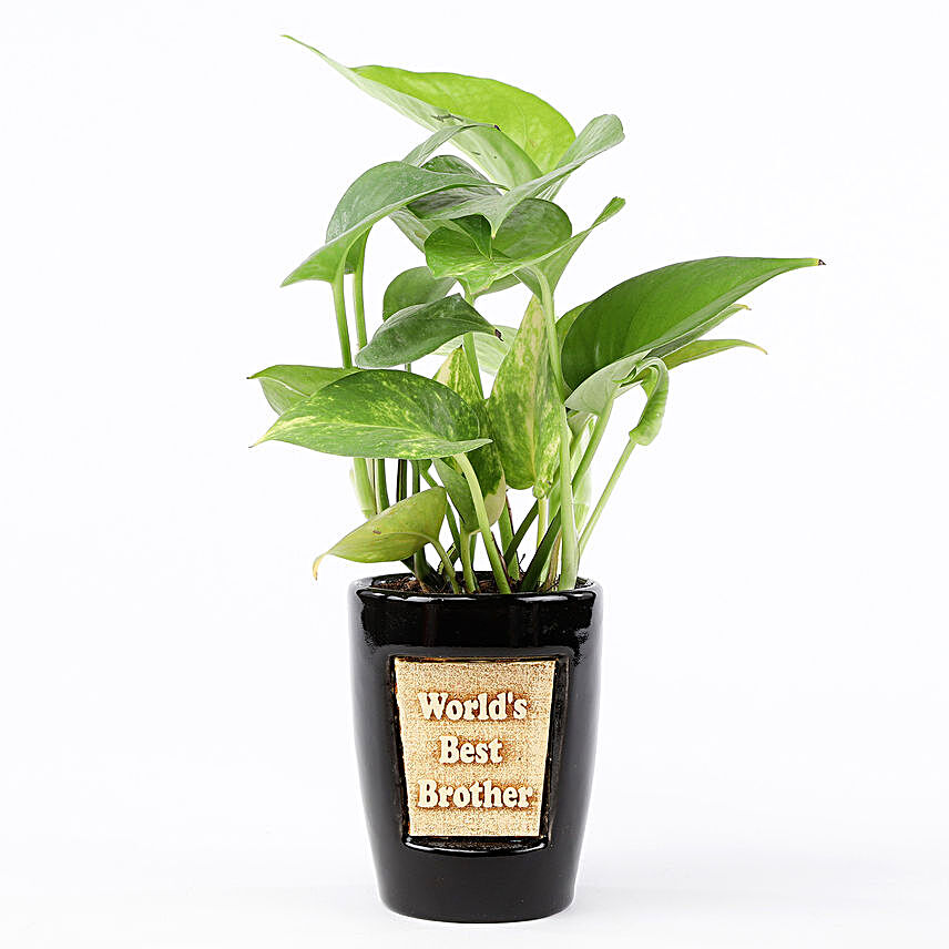 online money plant with attractive pot:Gift Delivery In Bhilwara