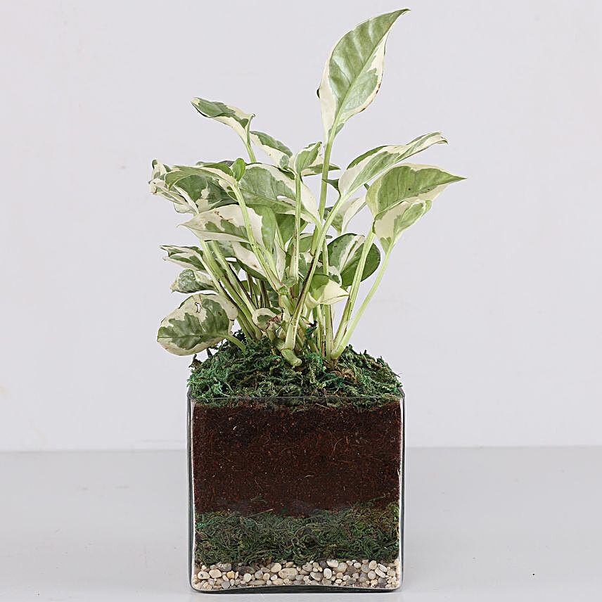 Online Money Plant Glass Terrarium:Terrariums Plants