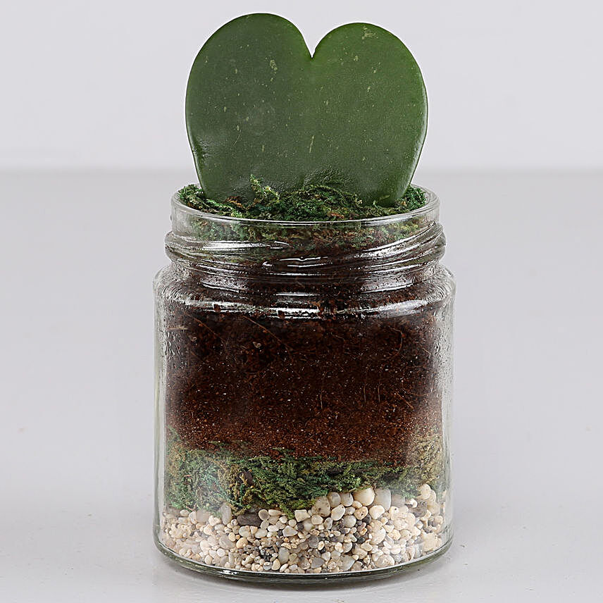 Hoya Plant Jar Terrarium