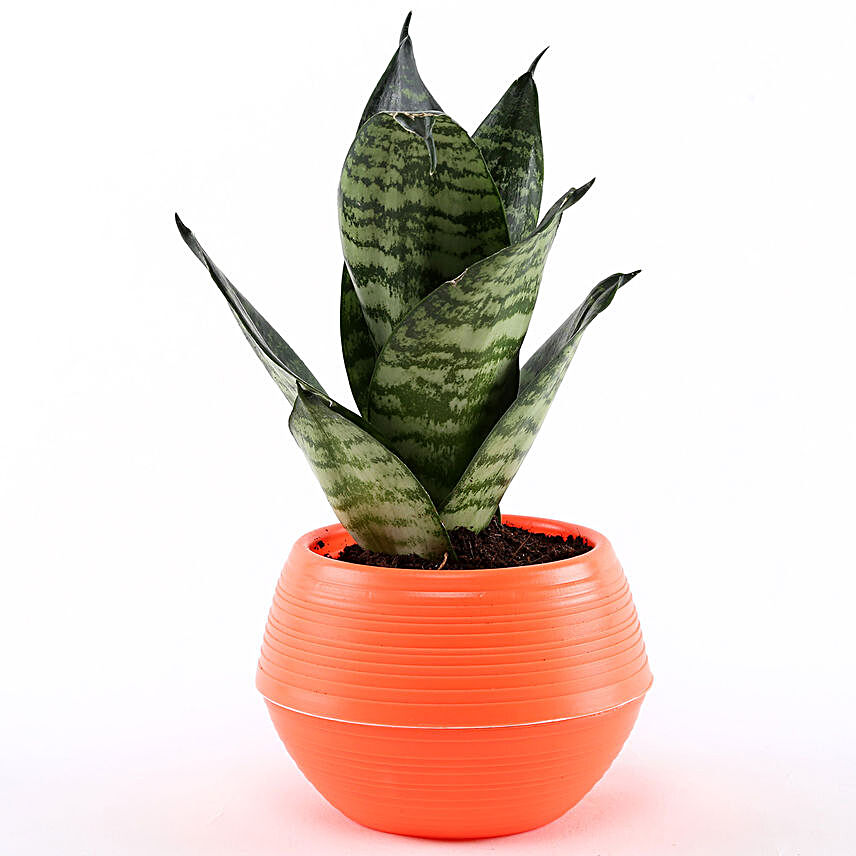 Snakeskin Sansevieria Plant In Orange Pot