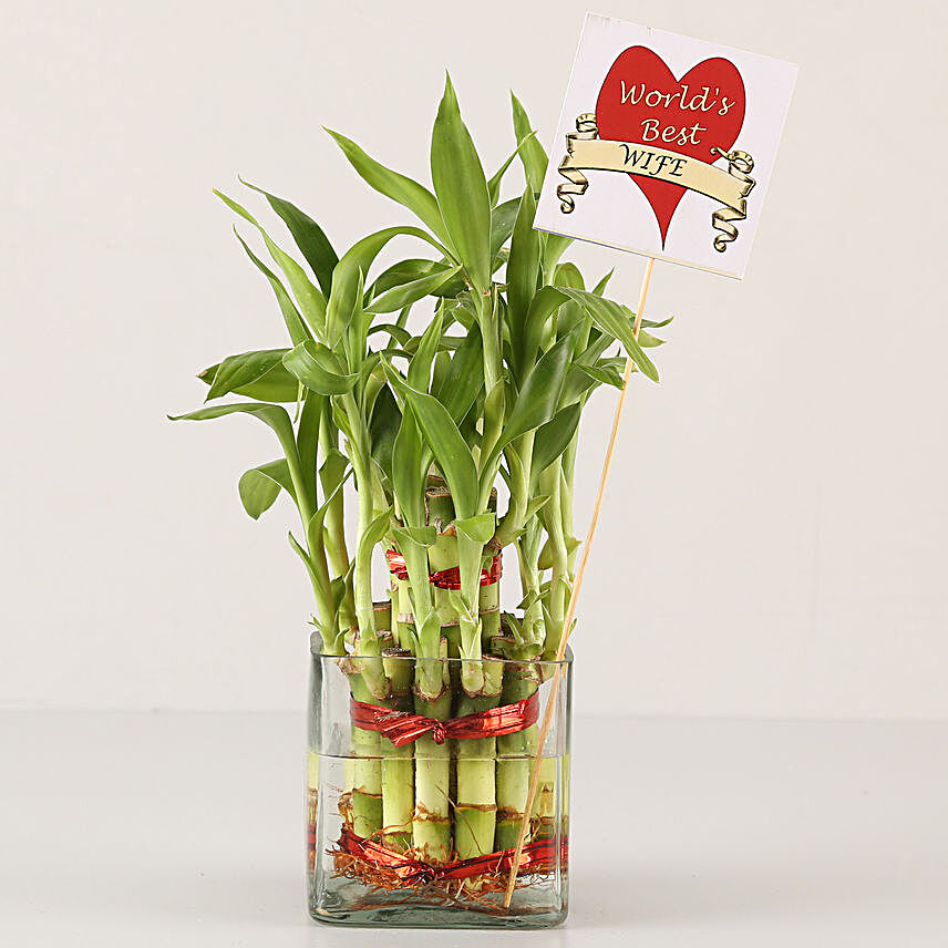 2 Layer Bamboo Plant For Best Wife