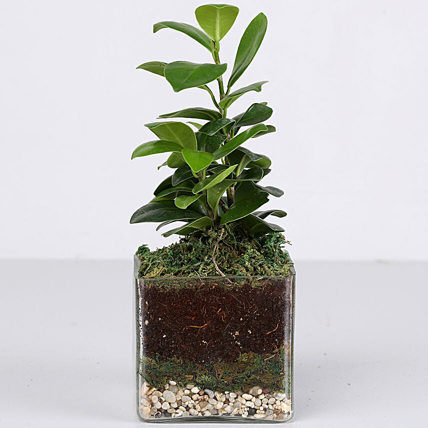 ficus plant in glass vase:Terrariums Plants