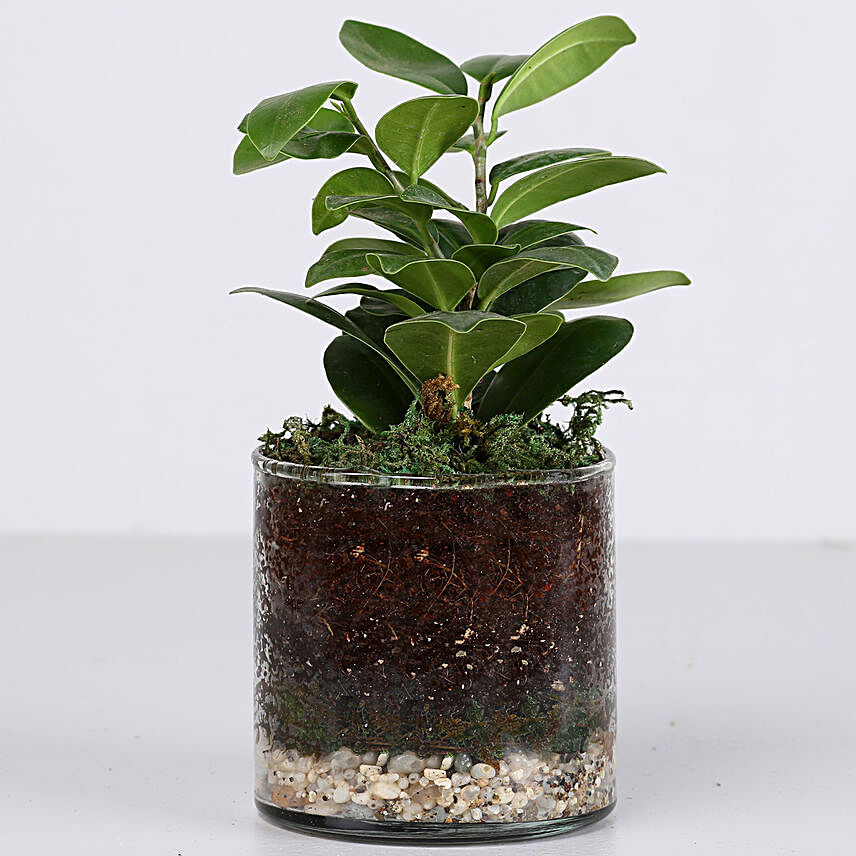 best plant with galss terrarium:Ficus Plants