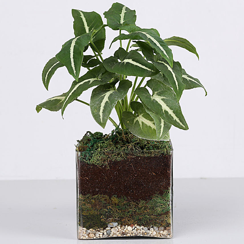 Syngonium Plant 4" Square Glass Terrarium