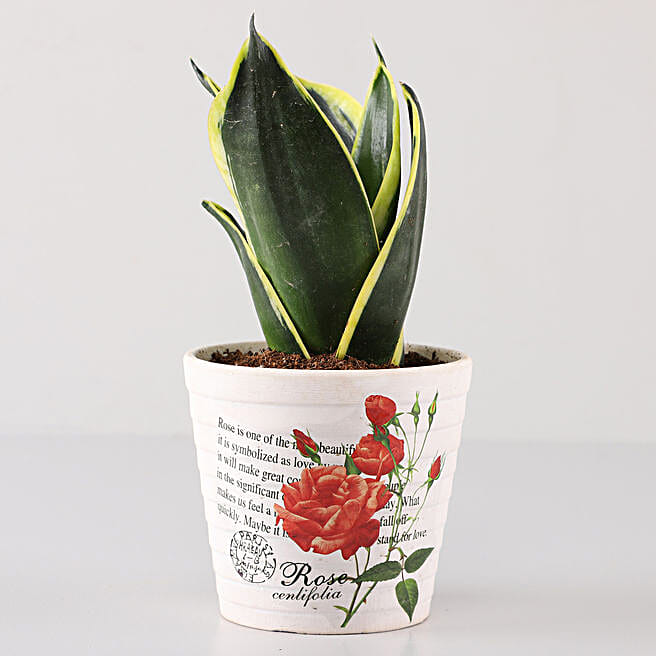 Buy/Send Lotus Sansevieria In Rose Dcoupage Planter Online- FNP