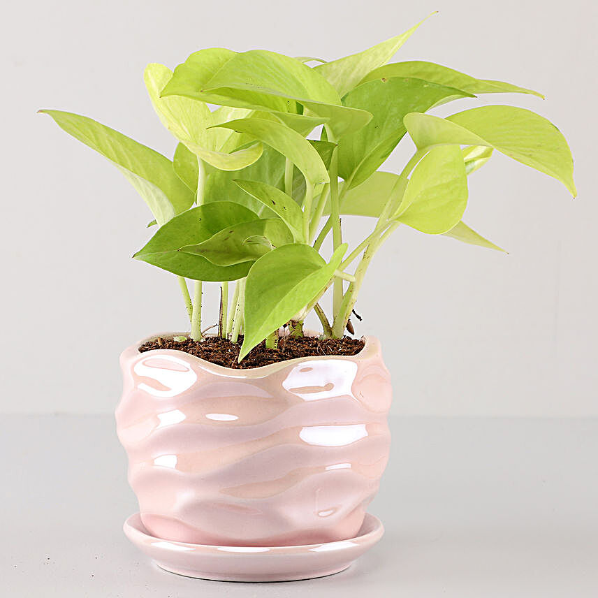 Scindapsus Golden In Pearl Pink Wave Planter