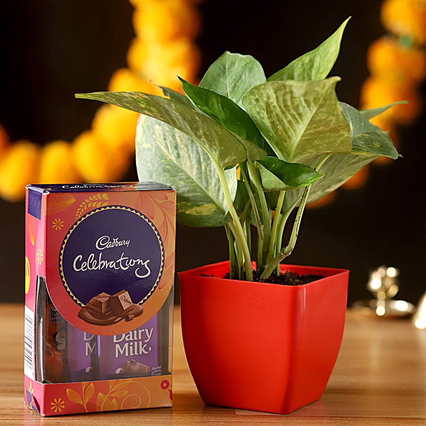 Money Plant & Cadbury Celebrations:Money Tree Plant Delivery