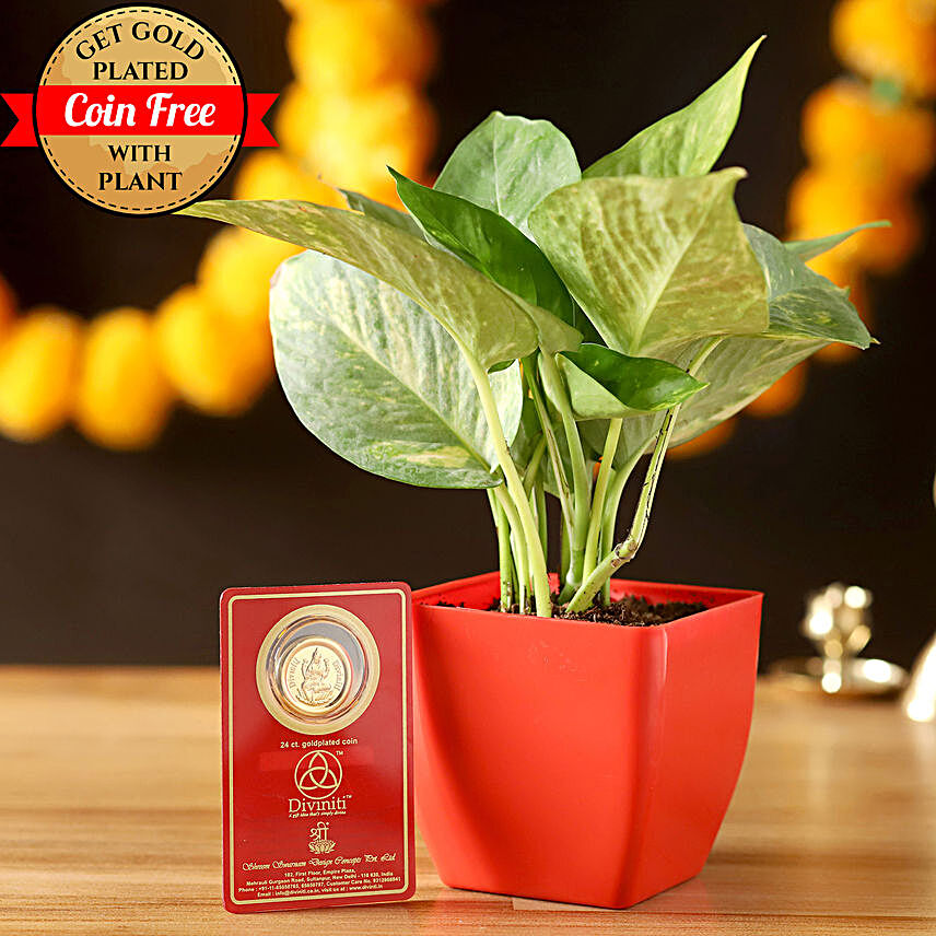 Free Gold Plated Coin & Money Plant