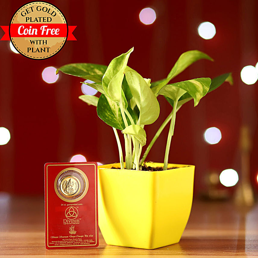 Money Plant With Free Gold Plated Coin