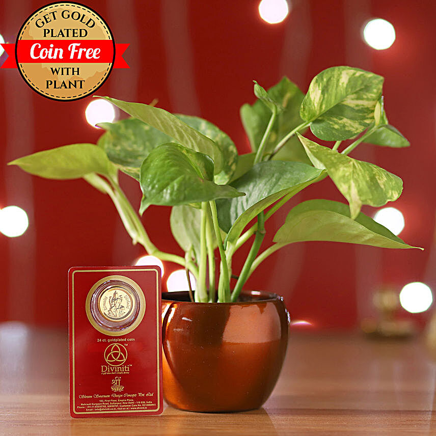 Money Plant With Free 24 Carat Coin:Diwali Gifts to Ranchi