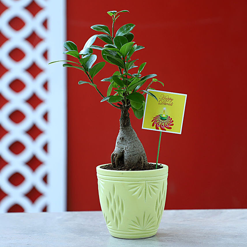 Ficus Ginseng Plant In Yellow Ceramic Pot