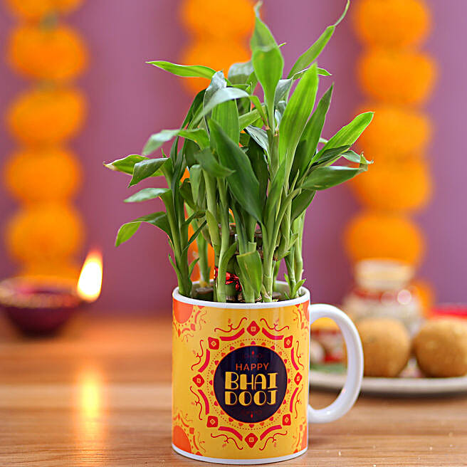 Buy/Send Bhai Dooj Wishes With 2 Layer Bamboo Plant Online FNP