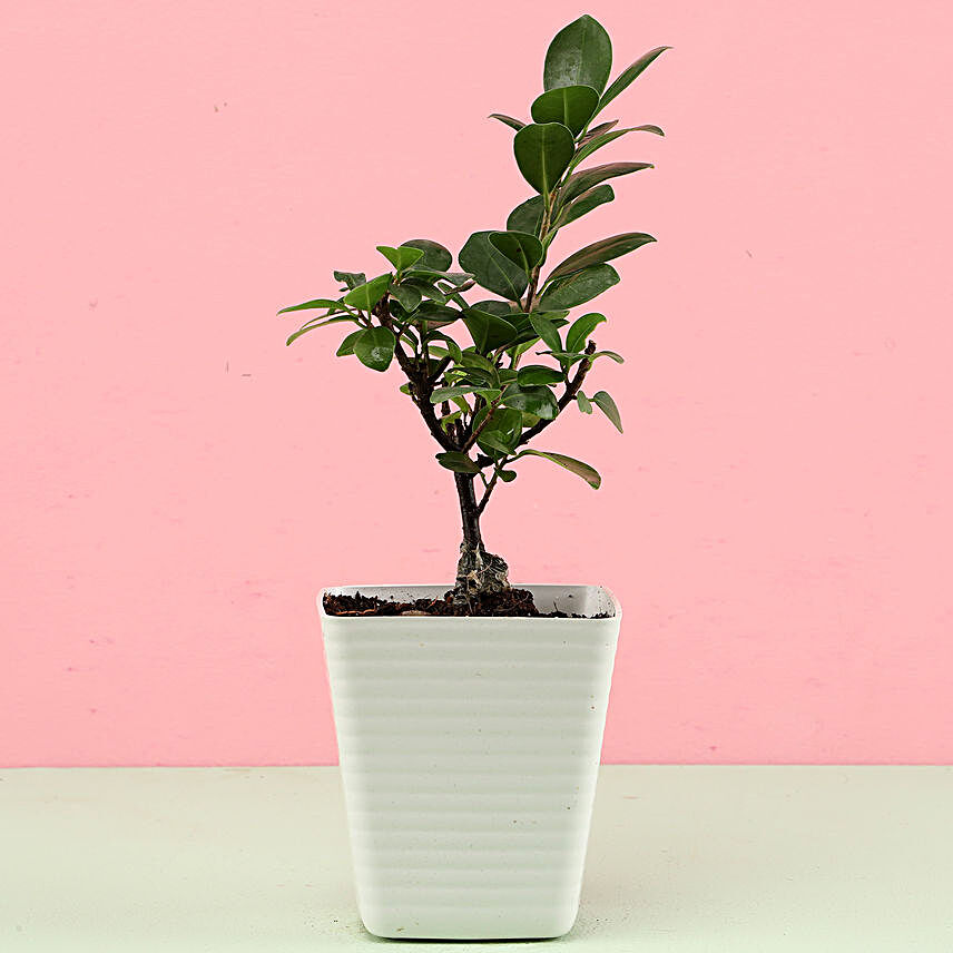 Ficus Compacta In White Pot