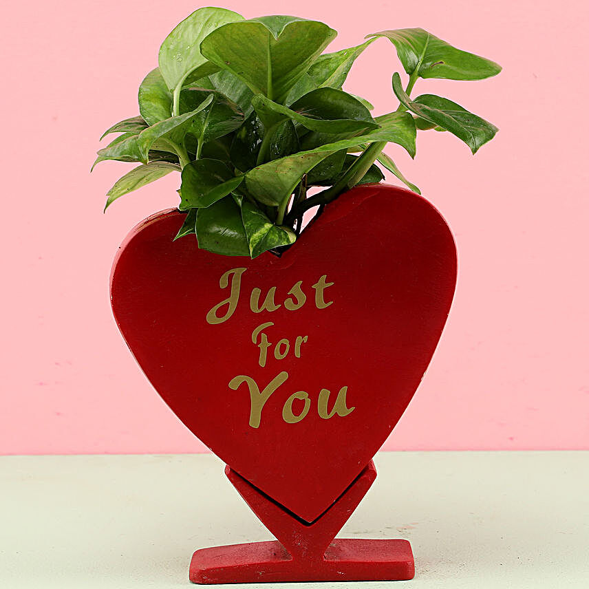 Just For You Green Money Plant