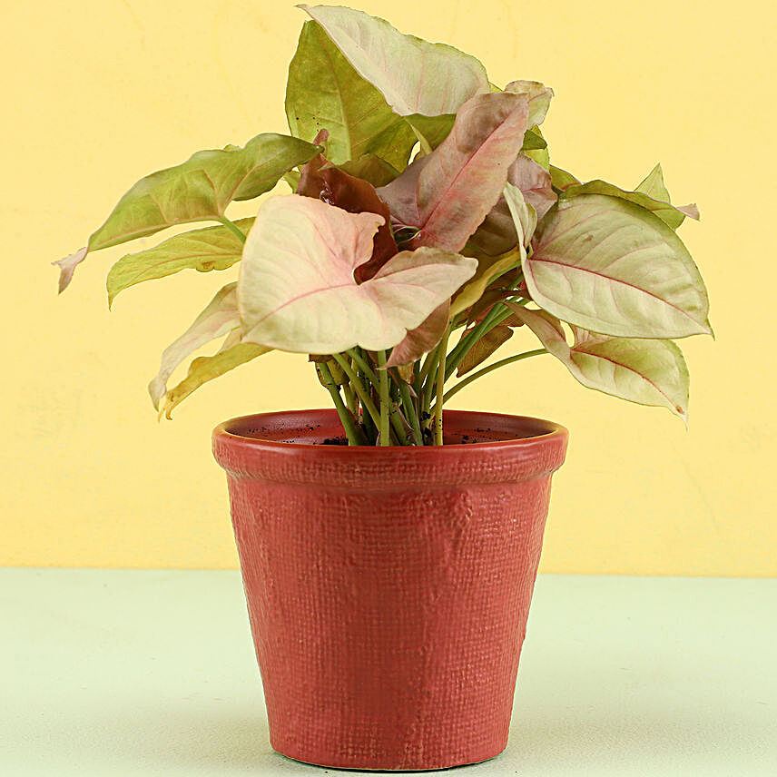 Pink Syngonium Plant In Red Pot