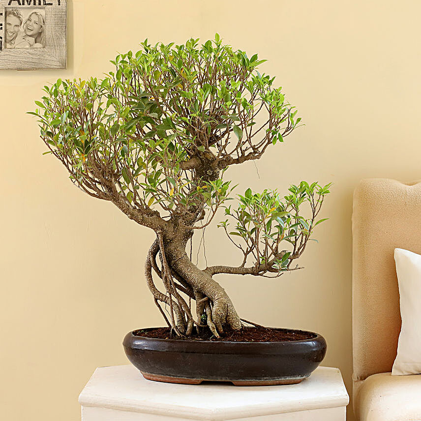 Beautiful Ficus Nuda Bonsai Plant