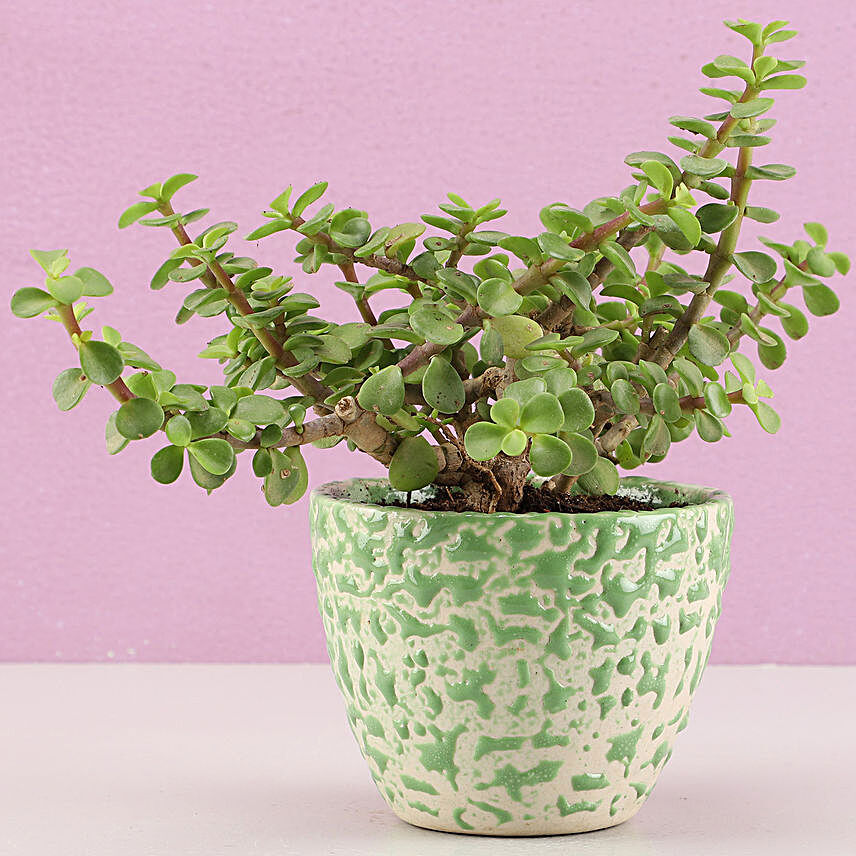 Jade Plant In Abstract Print Green Pot