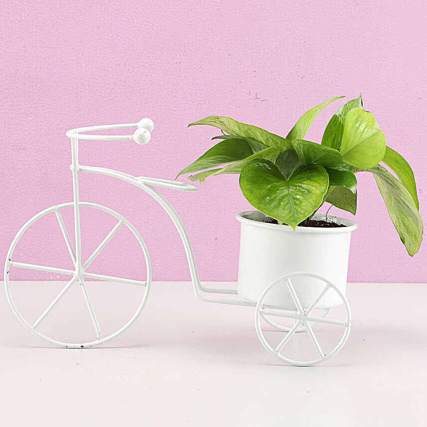 Money Plant In White Metal Cycle Planter