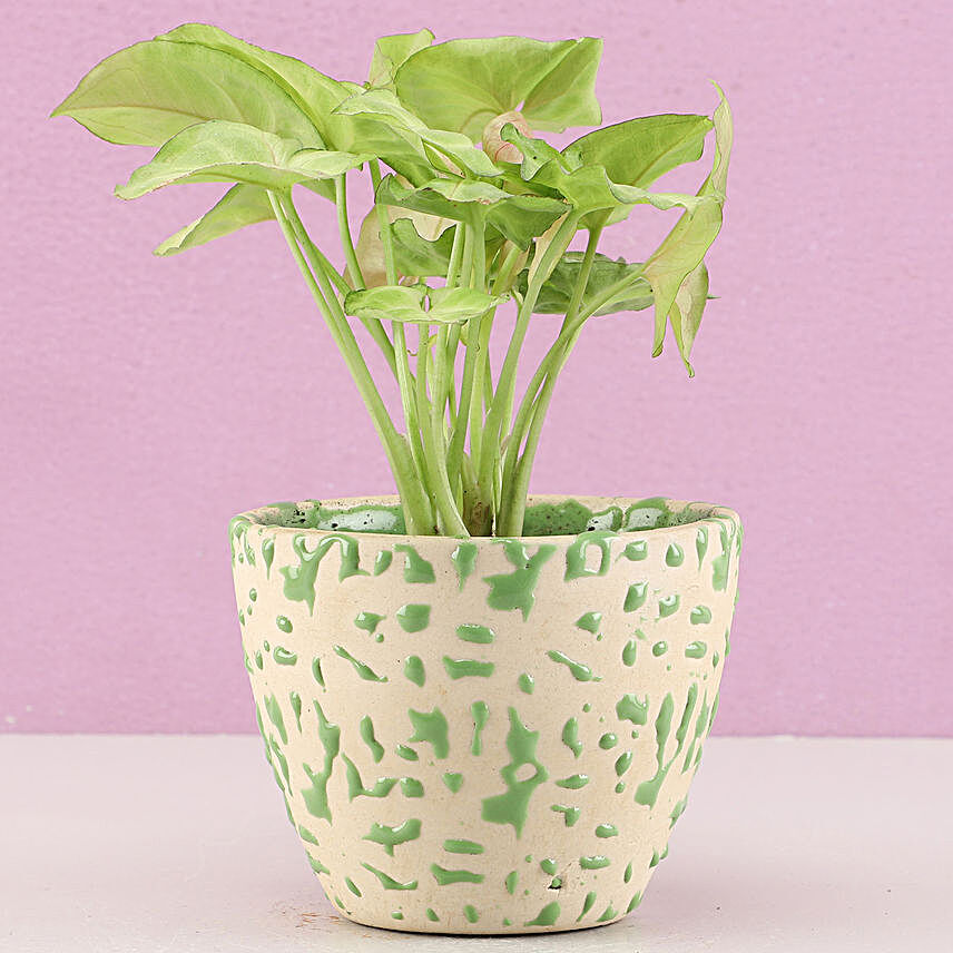 Pink Syngonium In Abstract Print Green Pot