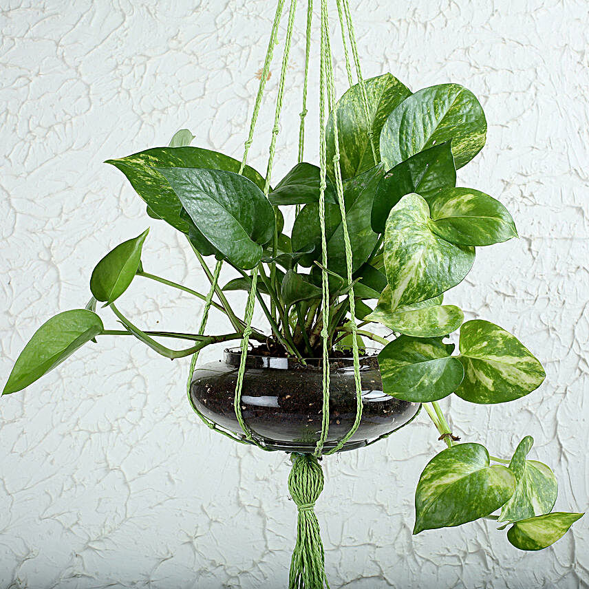 Thriving Money Plant Terrarium