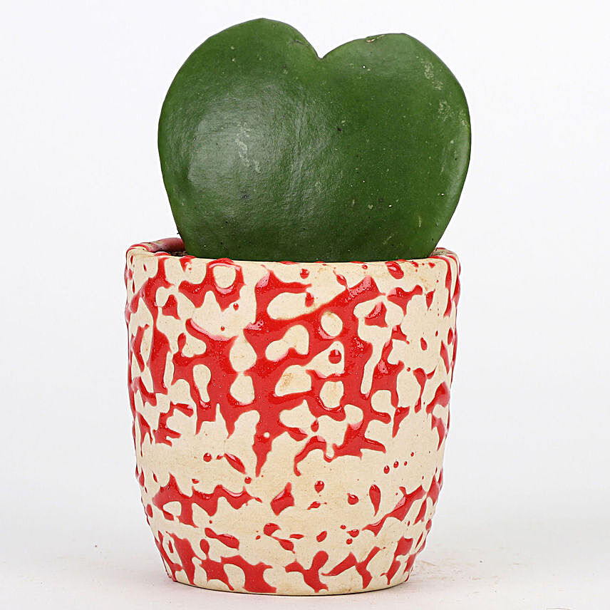 Love Hoya Plant In Artistic Red Ceramic Pot