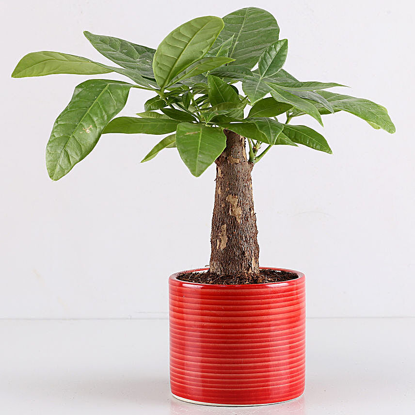 Pachira Bonsai In Red Pipe Pot