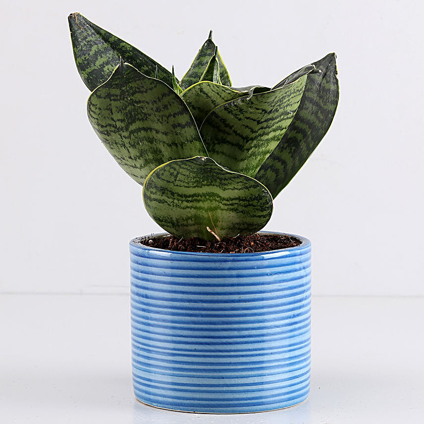 Sansevieria Hahnii In Blue Pipe Pot