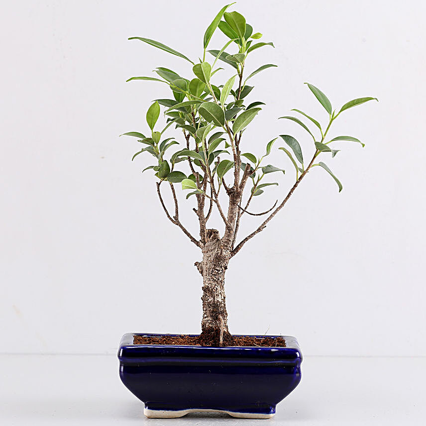 Ficus I Shape Bonsai In Blue Tray Pot