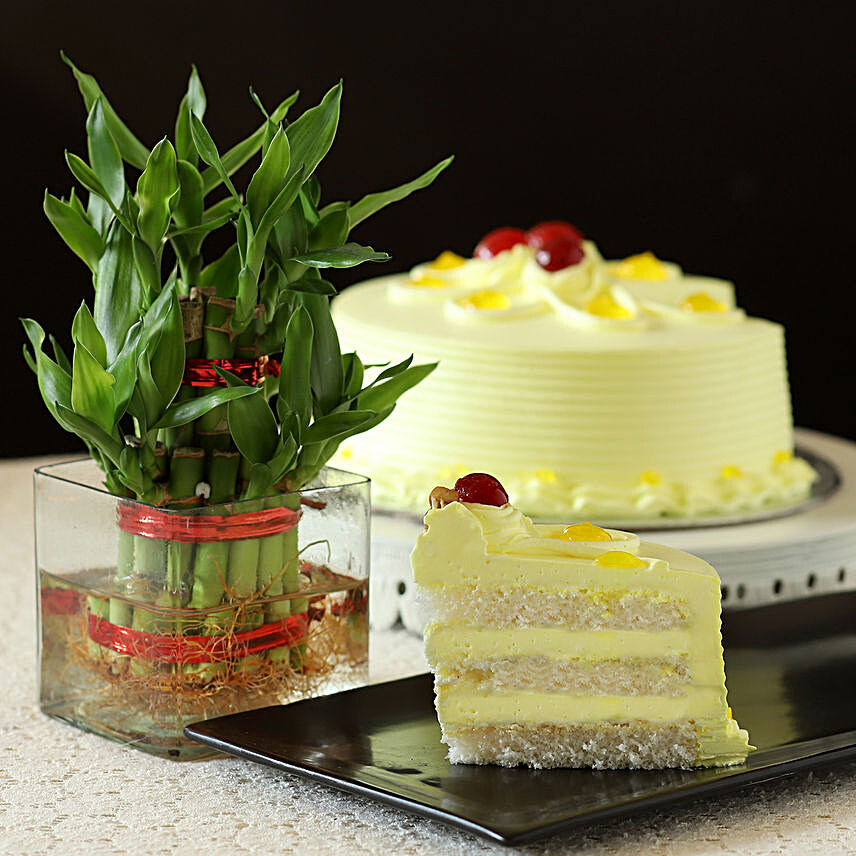 2 Layer Bamboo with Cake:Plant Combos